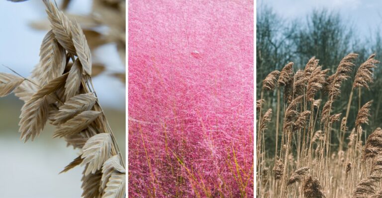 10 Ornamental Grasses For Fall And Early Winter Color