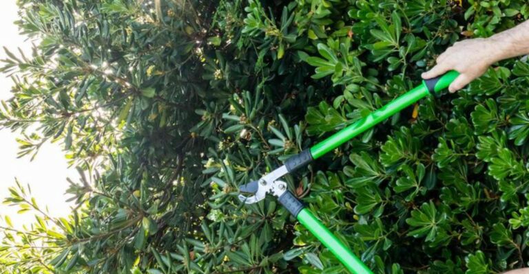 The September Hedge Trim That Can Remove More Florida Flowers Than You Realize