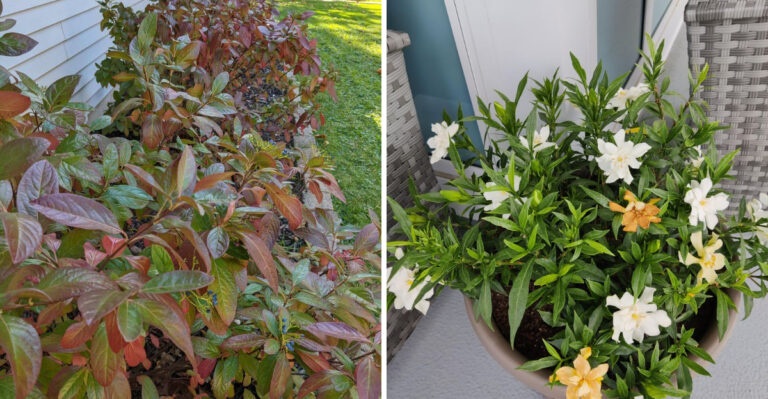 What You Can Still Safely Prune In A Florida Yard In September