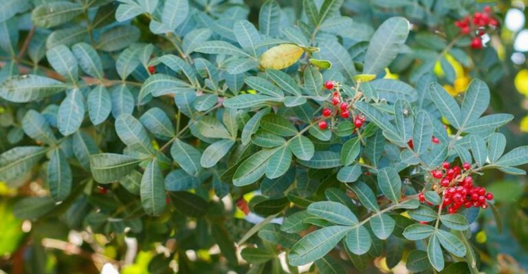 The Florida Shrub That Looks Like Holly But Is Actually One Of The State’s Worst Invaders