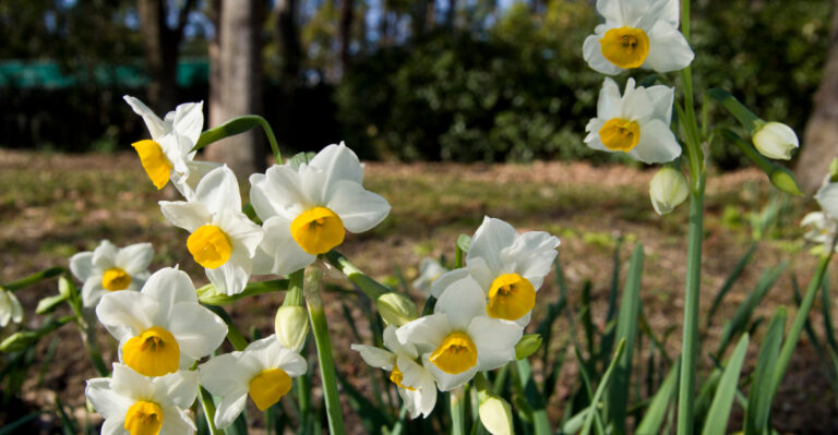 Daffodils (featured image)