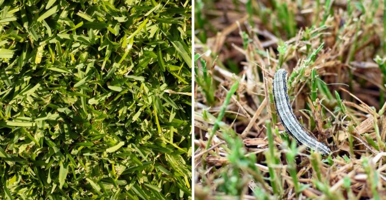 The Fall Armyworm Warning Every Texas Lawn Owner Needs Before October