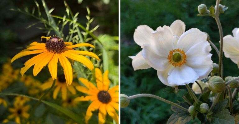 These Pennsylvania Flowers Can Keep Blooming Into October