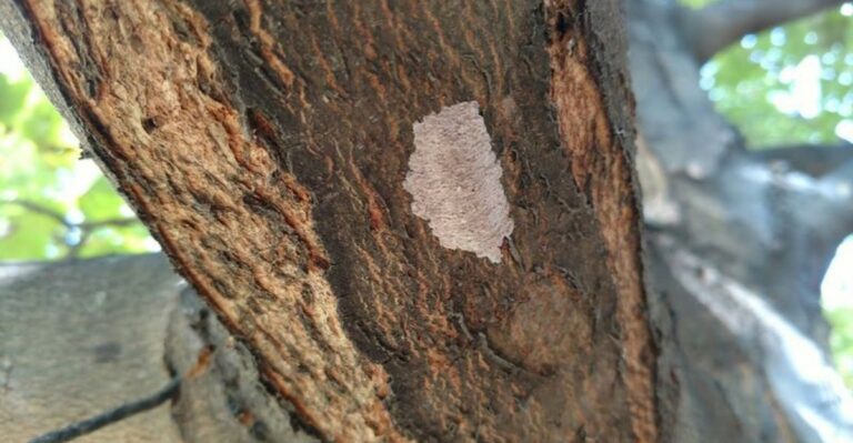 spotted lanternfly egg mass on a tree
