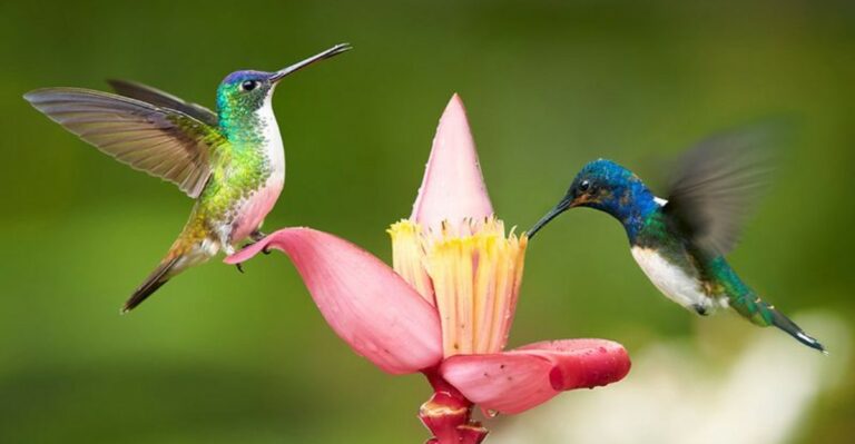 Why Hummingbirds May Be Visiting Your Yard More Often In September