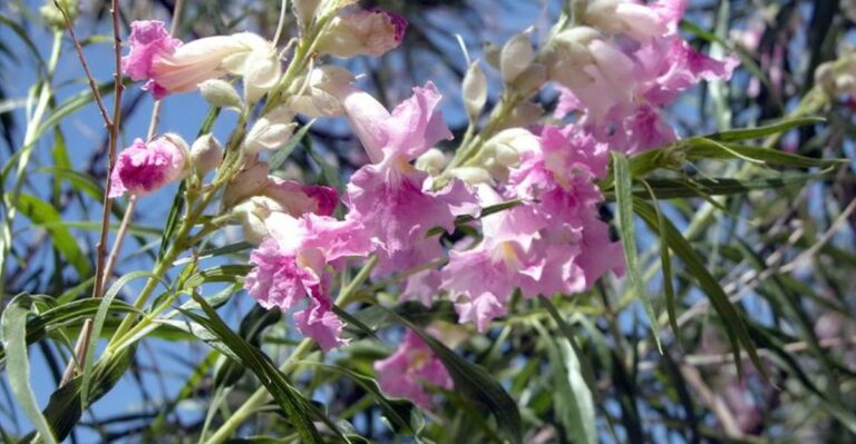 The Most Underrated Arizona Native That Quietly Keeps Mosquitoes Out Of Your Backyard