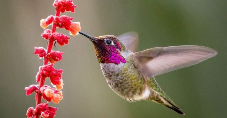 Why Anna’s Hummingbirds Choose Some Oregon Yards Over Others In Fall