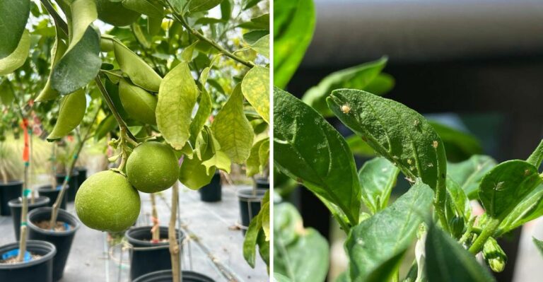 What It Means When Texas Citrus Leaves Start Curling In Early Fall