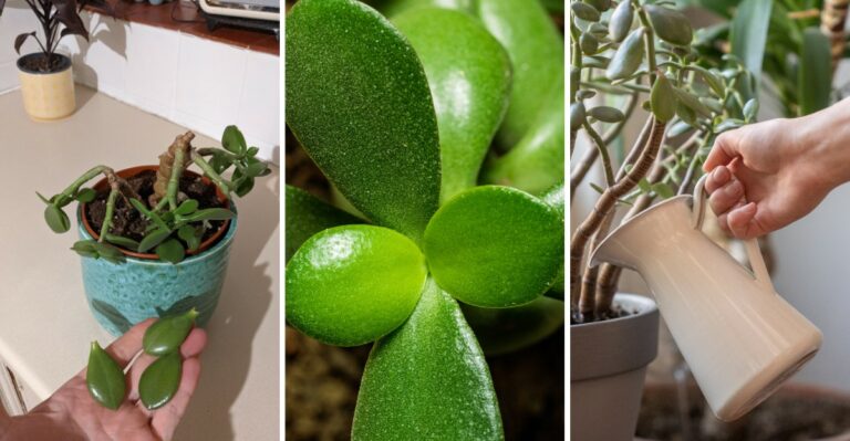 8 Reasons Your Jade Plant Is Dropping Leaves As The Seasons Change
