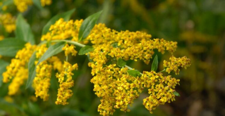 Skip The September Goldenrod Cleanup In Ohio, Your Garden Is Still Feeding Pollinators