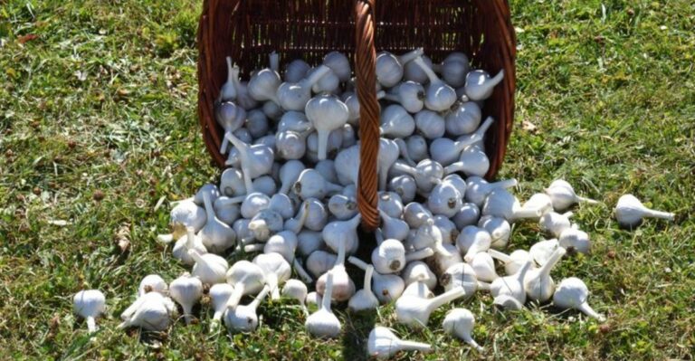 The Garlic Planting Tips Virginia Gardeners Should Get Right Now