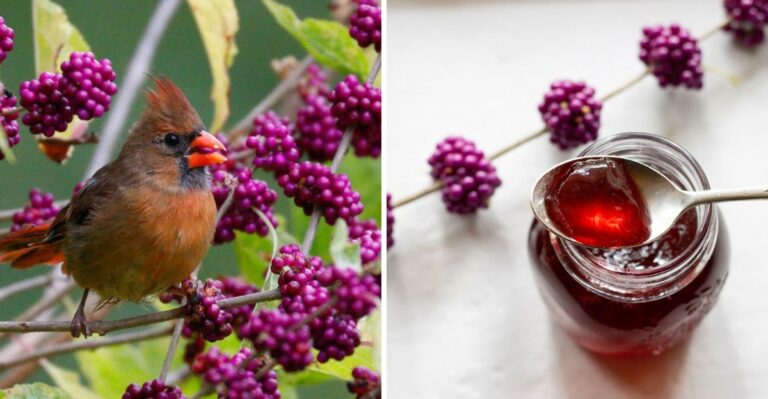 Turn Your Alabama Yard Into A Wildlife Magnet With This Purple-Berried Native Shrub