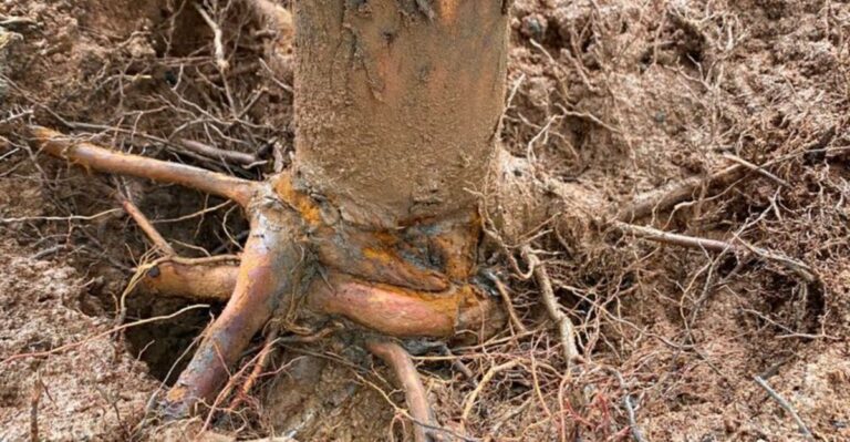 What North Carolina Gardeners Should Know About Tree Root Problems Before They Spread