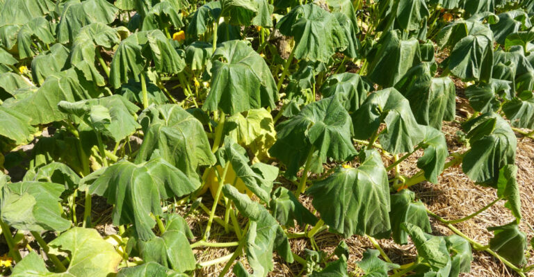 squash wilt