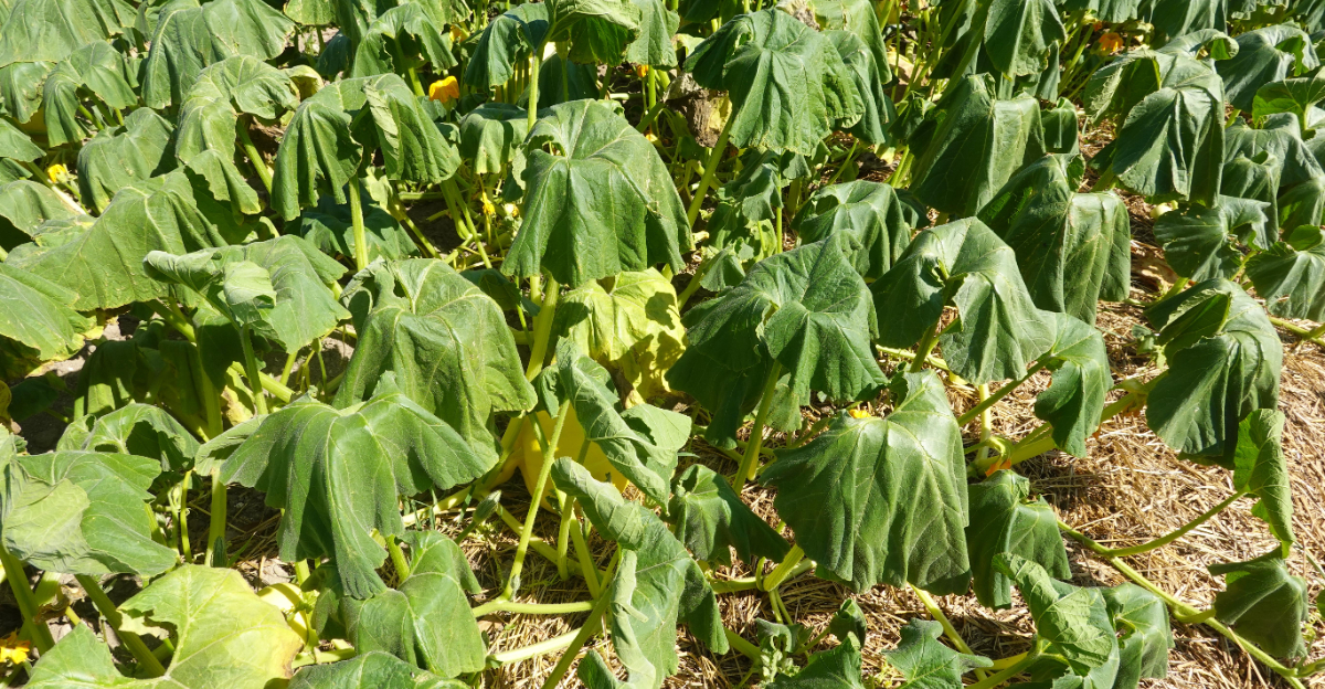 squash wilt