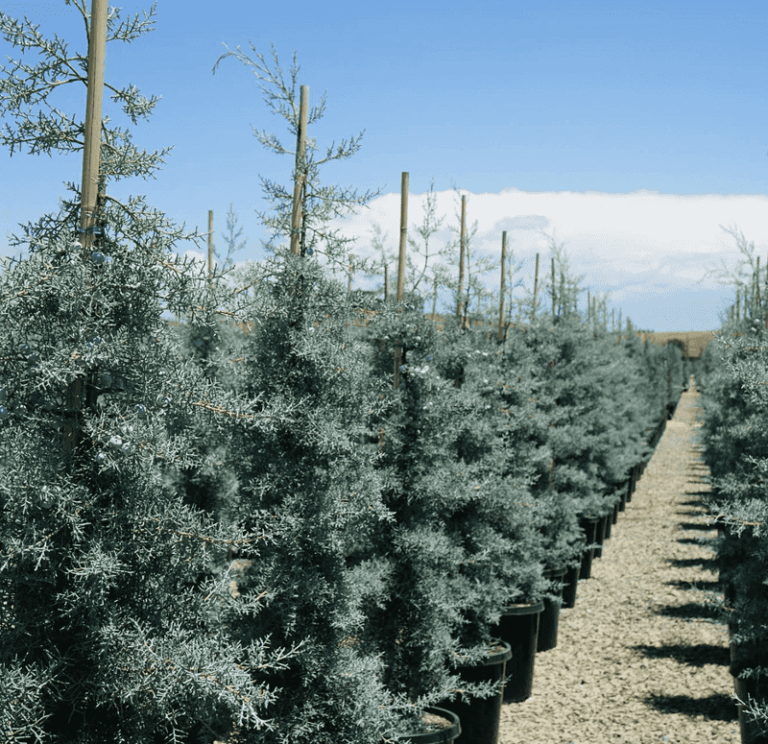 12 Desert Shrubs Arizona Gardeners Plant Once For Privacy That Comes Back Thicker Every Year In Caliche