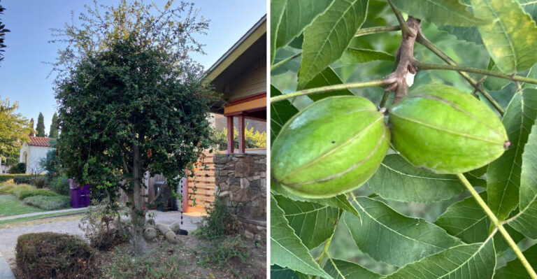 The Texas Trees To Fertilize In September And The Ones To Skip