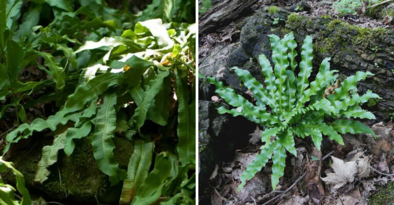 The Rare Tennessee Fern Found In Just One Limestone Sinkhole In The Entire State
