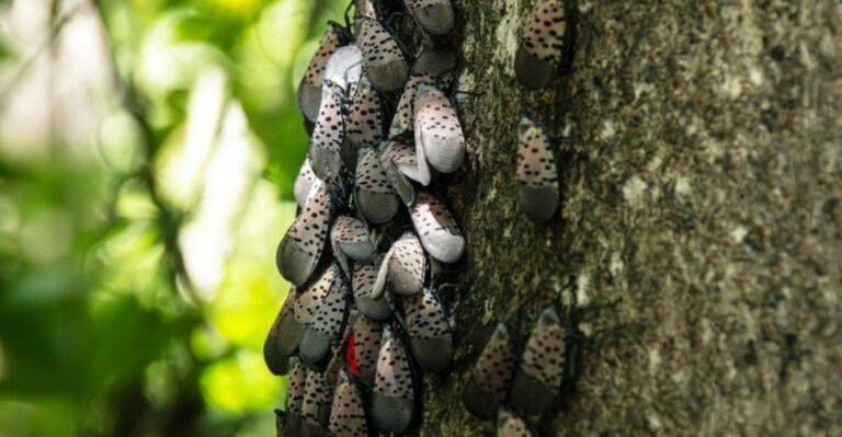 Why Spotted Lanternflies Are Suddenly Everywhere In Ohio This September And What To Do