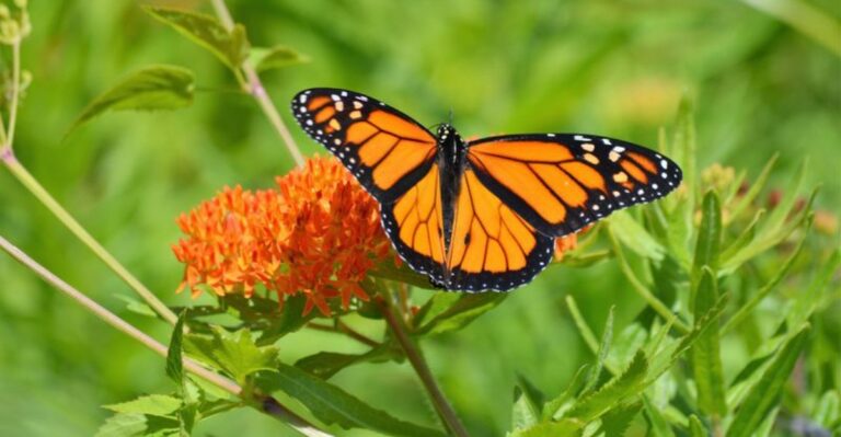 What It Means When Monarchs Stop In Your Alabama Garden On Their Way South