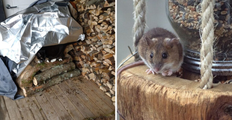 wood pile and mouse on feeder
