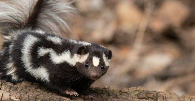 Louisiana Wildlife Officials Want Help Finding A Rare Skunk Nobody Has Seen In Years