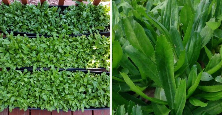 The Florida Herb That Thrives In October Humidity Most Gardeners Overlook
