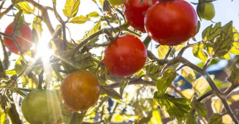Why This September Feels Hotter Than Normal In California And What It Means For Your Garden