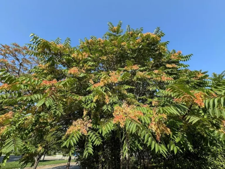This Invasive Tree Is Spreading Through Arizona Yards While Homeowners Mistake It For A Harmless Volunteer