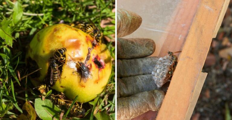 These Pennsylvania Yard Mistakes Can Attract More Wasps To Your Home