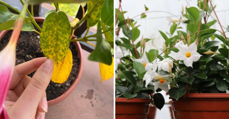 Don’t Bring Your Ohio Mandevilla Inside Until You Do These Things