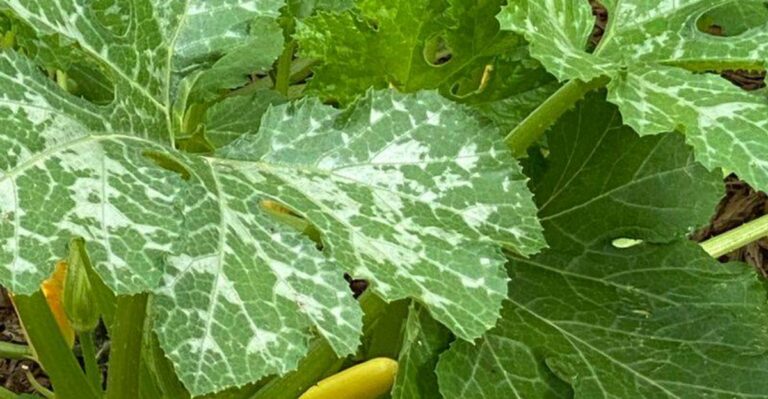 What White Spots On North Carolina Squash Leaves Mean And How To Stop Them