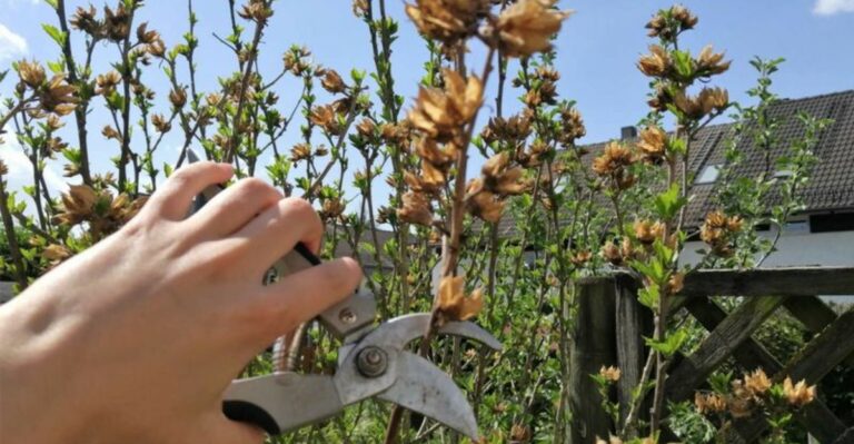 What Happens If You Cut Florida Tropical Hibiscus Back Hard In September
