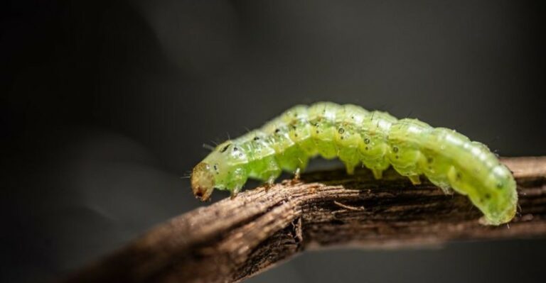 Light Green Bug Is Feeding On Tennessee’s Broccoli Before Anyone Notices