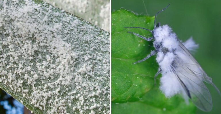 Fluffy White Insects Drifting Through Alabama Air Are Not Falling Seeds At All