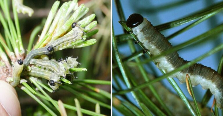 What Sawfly Larvae Damage Looks Like On Michigan Pine Trees Before Needles Drop