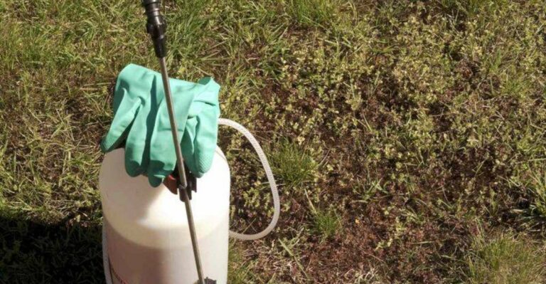 The One Thing North Carolina Soil Needs In October To Keep Winter Weeds Out Of Your Yard