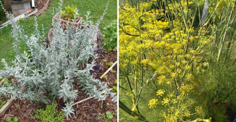 9 California Herbs That Thrive In Fall Gardens