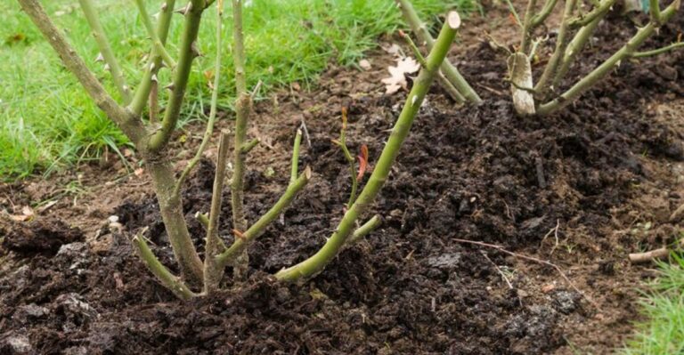 Missouri’s Rose Bushes Need One More Task Before The First Freeze