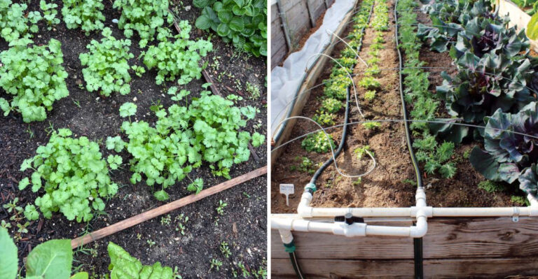 The California Fall Vegetable Garden Checklist By Zone