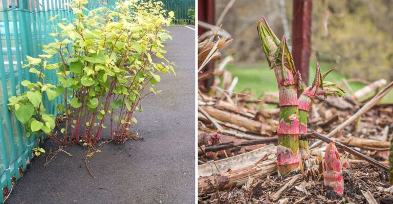 What’s Really Growing In South Jersey Backyards Isn’t Bamboo At All