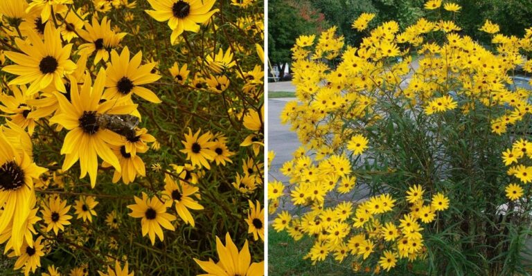 The Most Underrated North Carolina Native Perennial For Instant Autumn Color