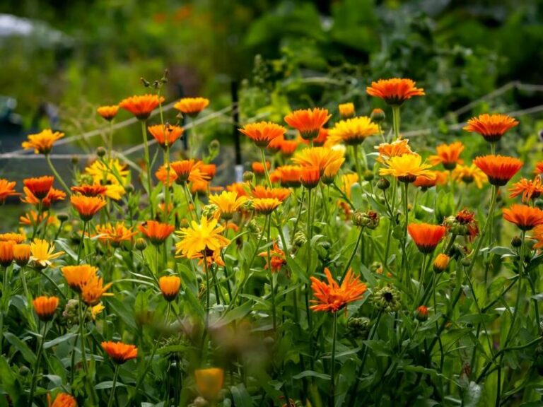 That Overlooked Calendula In Your Arizona Garden Was Defending It All Along