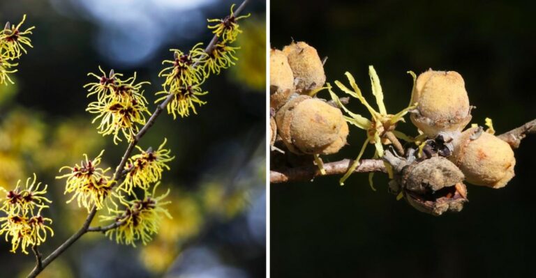 A Common New Jersey Shrub Is About To Start Launching Its Seeds Across The Yard