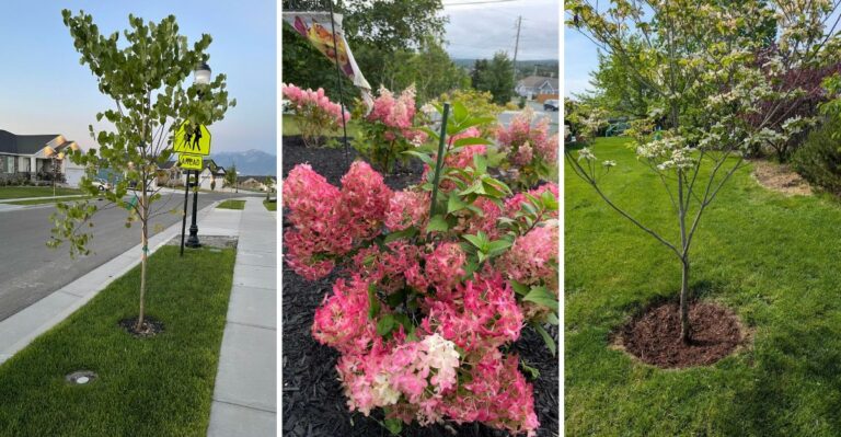 12 Trees And Shrubs That Establish Best When Planted In Fall