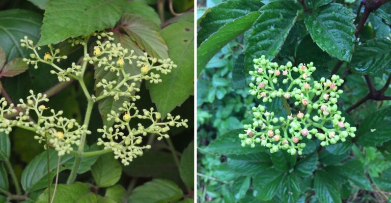 This Invasive Vine Is Spreading Through Texas Fences Faster Than Kudzu