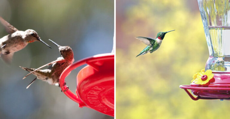 Hummingbirds on feeder