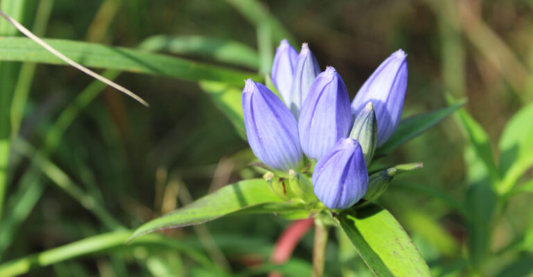 Bottle gentian