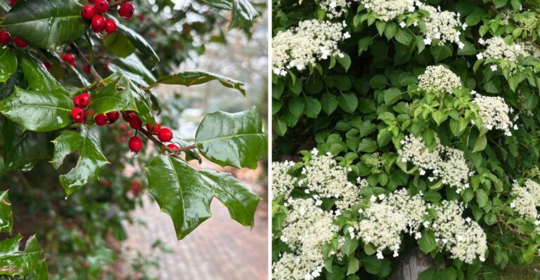 Pennsylvania Fence Line Plants That Create An Expensive Privacy Screen