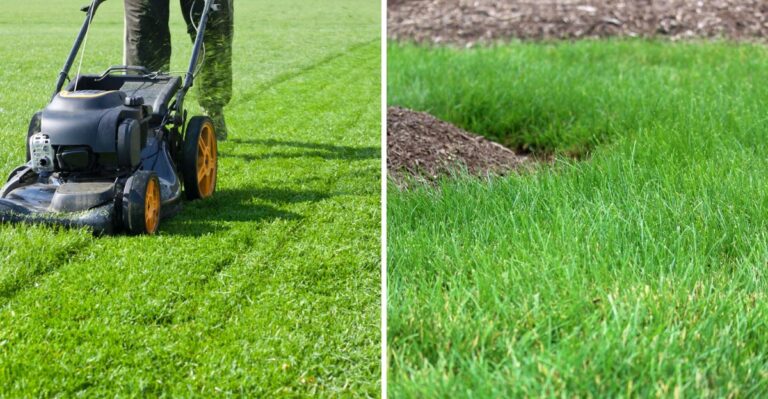 This Fall Mistake Can Leave New Georgia Fescue Thin And Weak